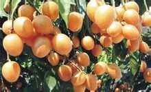 这个长得像枇杷,但不是!哪位大神知道?_360问