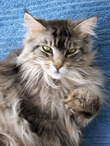 缅因猫多少钱一只 有哪些生活习性_360问答