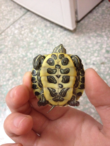 今天发现这巴西龟一动不动,摸也没反应,眼睛睁