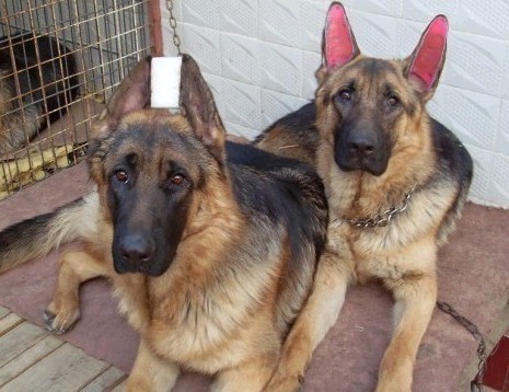 德牧幼犬立耳器怎么做_360问答