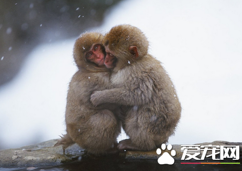 猴子可以养吗 去办理野生动物驯养繁殖许可证