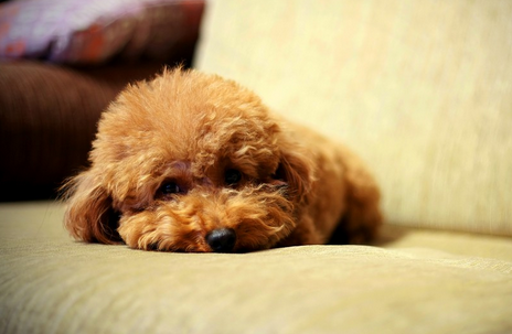 泰迪犬价格多少钱_360问答