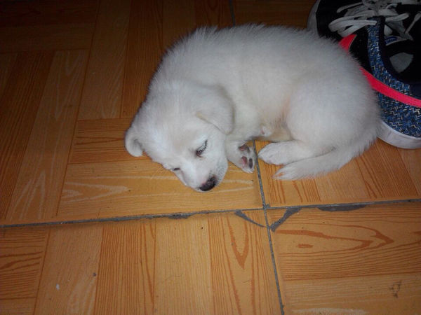 这是土狗还是比熊串串?_360问答