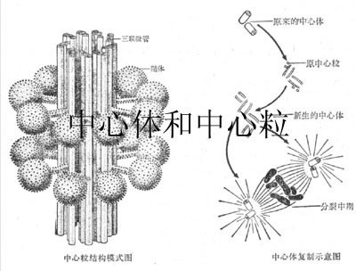 在光学显微镜下看到的一个或一对颗粒状的结构(中心粒),常为球形的