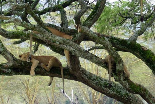 老虎会爬树,狮子会吗?他们会游泳吗?_360问答
