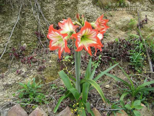 野百合和野芝麻的区别_360问答