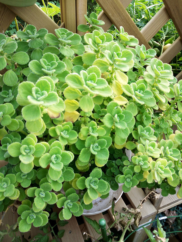 碰碰香为唇形科香茶菜属植物图片