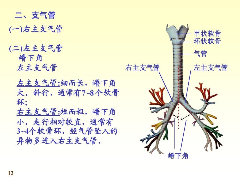 左支气管图片