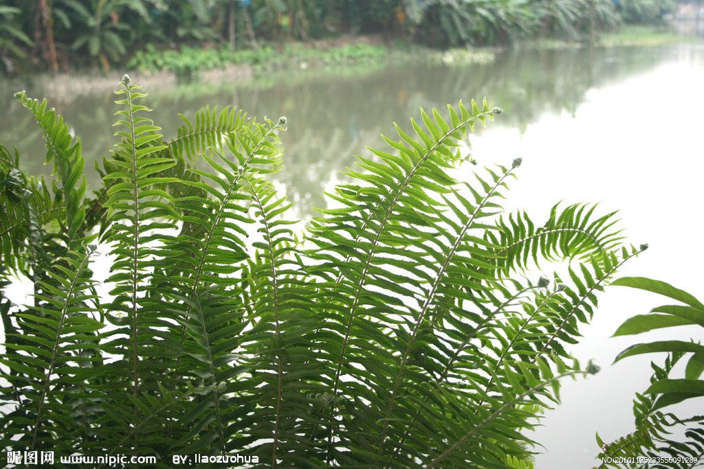 凤尾草主要以其叶形和生态环境来命名,别名很多,如金鸡尾,鸡脚草,井栏