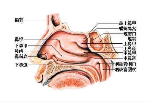 同鼻中隔分隔為左右兩腔,每側鼻腔包括鼻前庭及固有鼻腔兩部分.