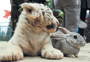 2011年1月29日,云南野生动物园的一只小老虎和一只小兔子在一起和谐