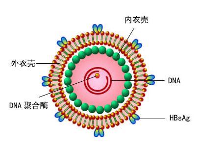 从遗传物质分类:dna病毒,rna病毒,蛋白质病毒(如:朊病毒 从病毒结构