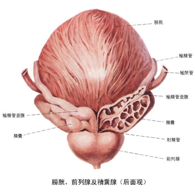 4～5厘米