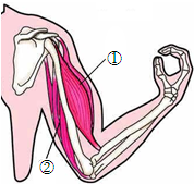 屈肘运动时,骨骼肌接受了.